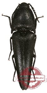 Leptinostethus sp. 1 (A-)
