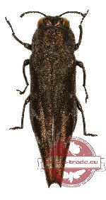 Agrilus sp. 31