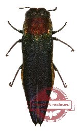 Agrilus sp. 34 (A2)