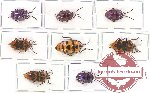 Scientific lot no. 123A Heteroptera (Scutellarinae) (8 pcs)