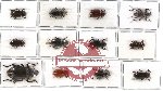 Scientific lot no. 121 Tenebrionidae (12 pcs)