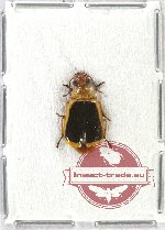 Scientific lot no. 121 Carabidae (Lebiinae sp. (1 pcs)
