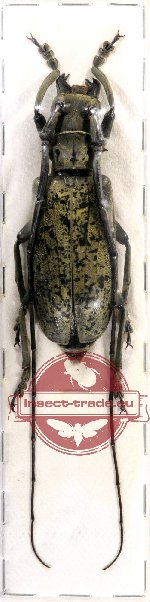 Pseudomeges varioti (A-)