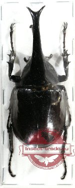 Xylotrupes gideon sumatrensis