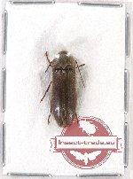 Scientific lot no. 32 Eucnemidae (1 pc A2)