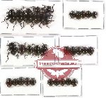 Scientific lot no. 119 Tenebrionidae (30 pcs A-, A2)