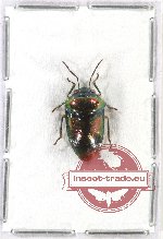 Scutellarinae sp. 27A