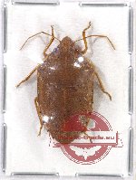 Scutellarinae sp. 28A