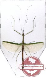 Phasmotaenia australe (A2)