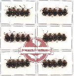 Scientific lot no. 12 Endomychidae (30 pcs)