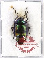 Scutellarinae sp. 30 (A-)