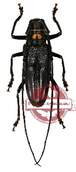 Batocera bruyni