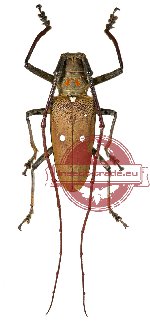Batocera thomsoni