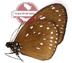 Euploea asyllus asyllus (AA-)