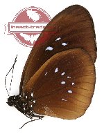 Euploea boisduvalli fraudulenta