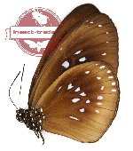 Euploea boisduvalli fraudulenta