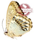 Parthenos sylvia thesaurus